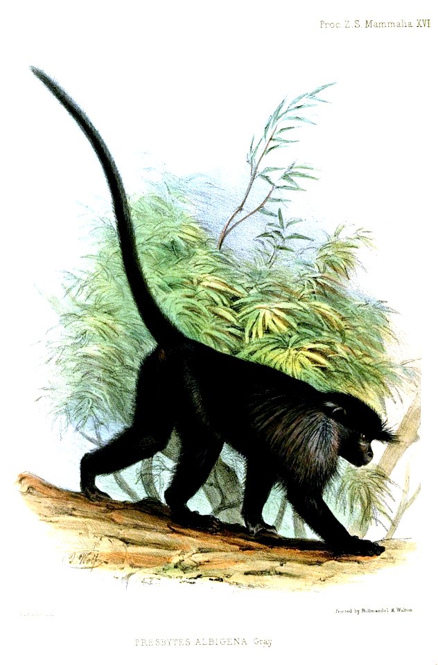 PresbytesAlbigenaWolf
