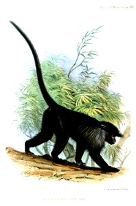 PresbytesAlbigenaWolf