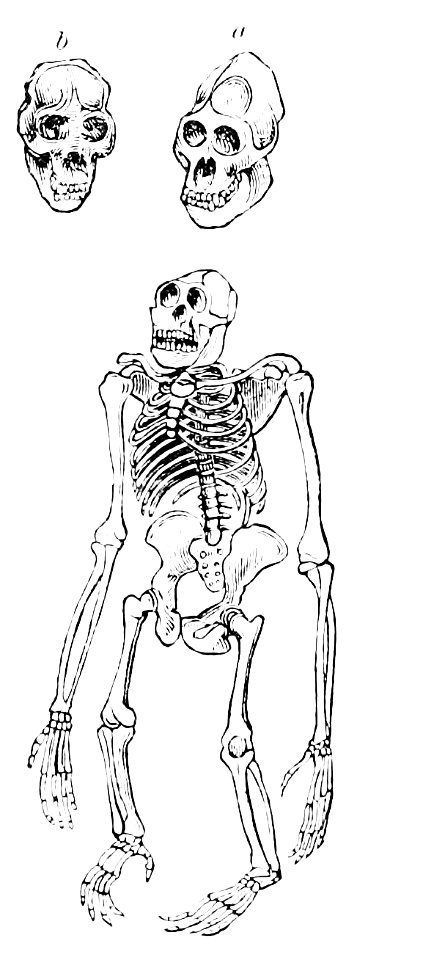 PSM V13 D448 Male and female gorilla skulls and a skeleton