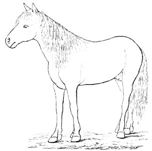 PSM V16 D274 Outline of horse with extra digit on each foot