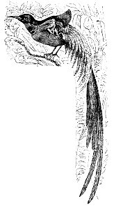 PSM V05 D584 Long tailed paradise bird