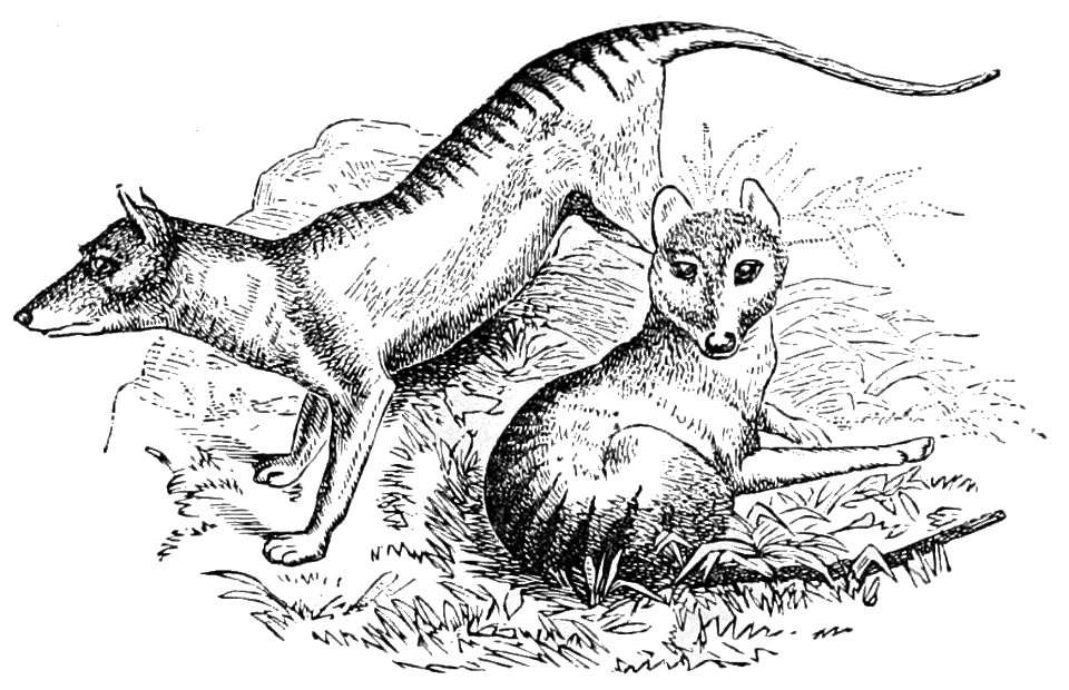 PSM V08 D440 Tasmanian wolf