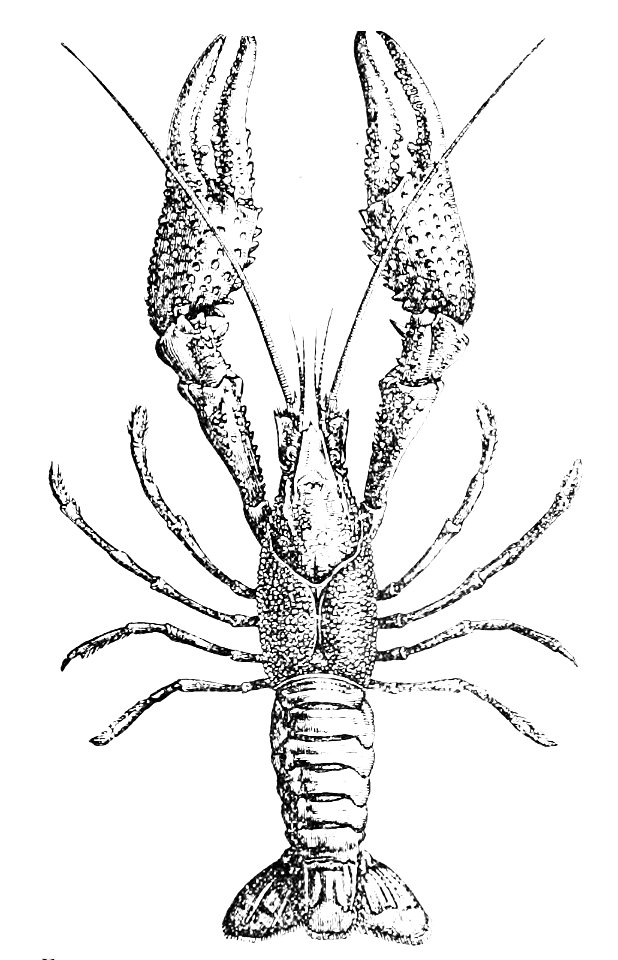 PSM V16 D827 Cambarus clarkii