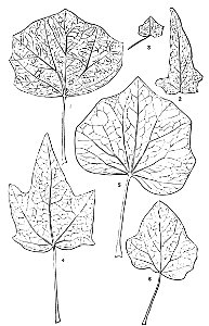 PSM V16 D485 Successive modifications of the type hedera. Free illustration for personal and commercial use.