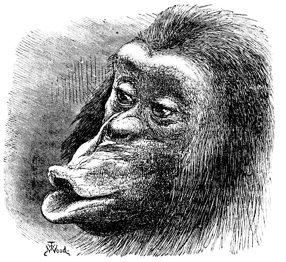 PSM V02 D465 Sulky chimpanzee