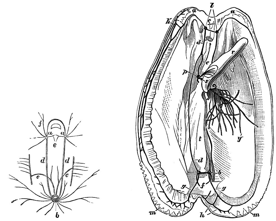 PSM V10 D040 Nervous system of oyster and mussel