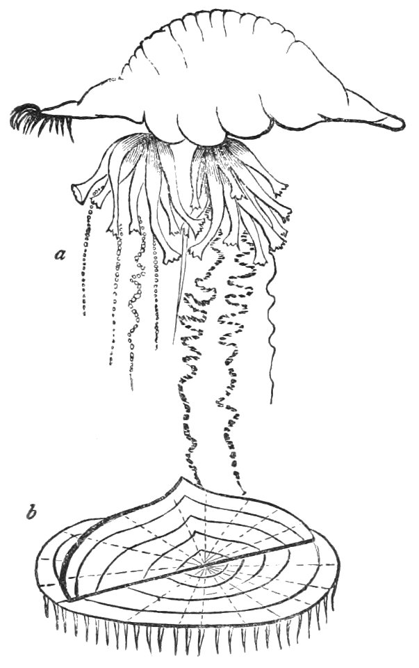 PSM V16 D662 Portuguese man of war