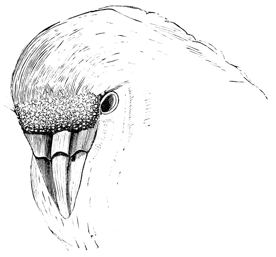 PSM V08 D680 Bill of schionis
