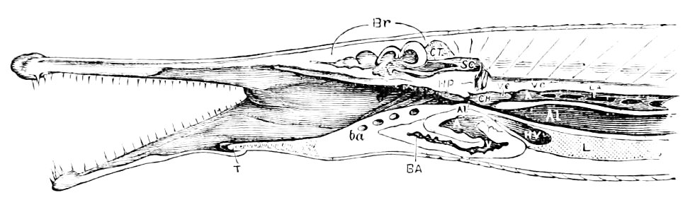 PSM V11 D018 Gar pike longitudonal head section