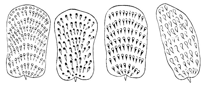 PSM V07 D192 Various podura scales. Free illustration for personal and commercial use.