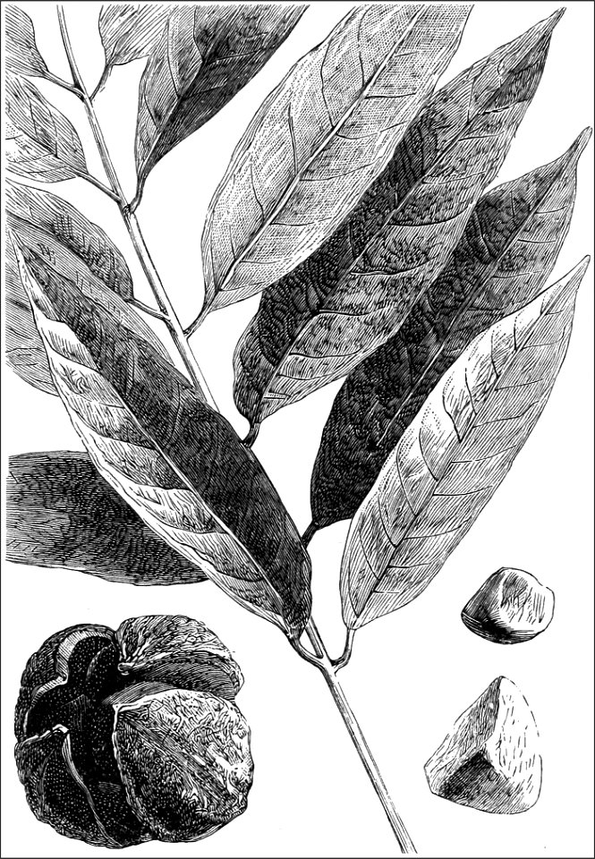PSM V18 D399 Carapa guianensis fruits and leaves