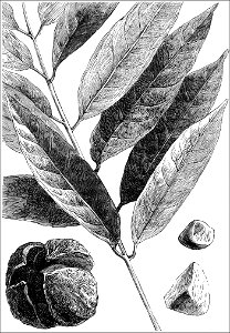 PSM V18 D399 Carapa guianensis fruits and leaves