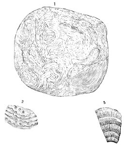 PSM V10 D284 Stromatopora concentrica. Free illustration for personal and commercial use.