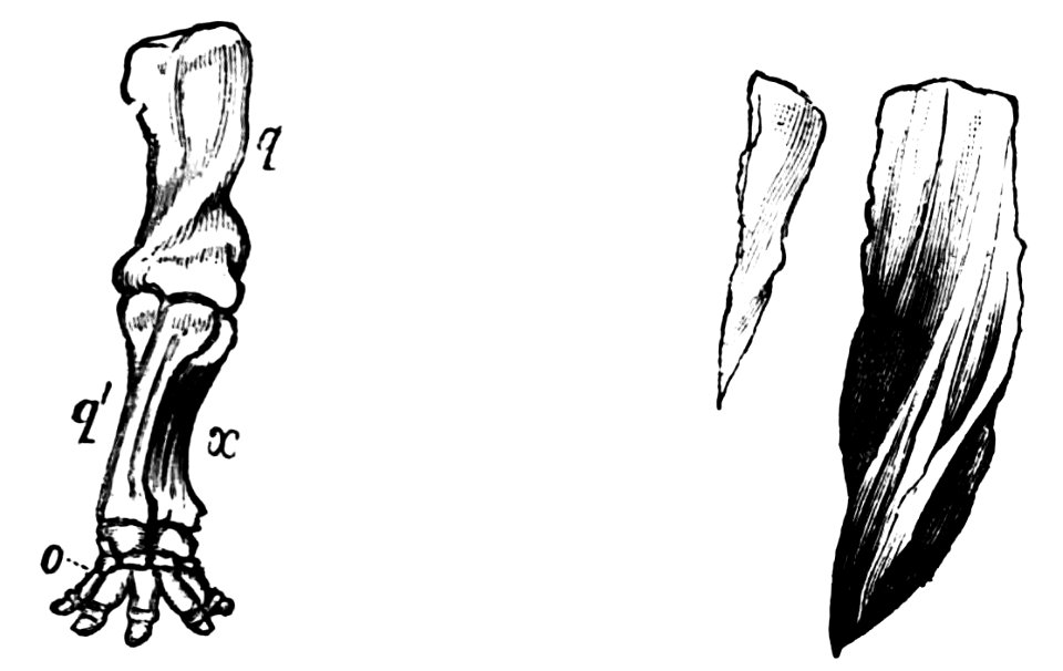 PSM V04 D550 Elephant rear leg bones