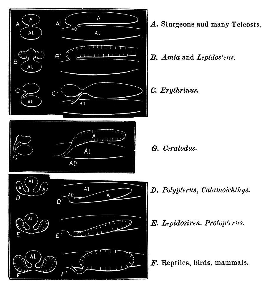 PSM V11 D021 Alimentary canal diagrams