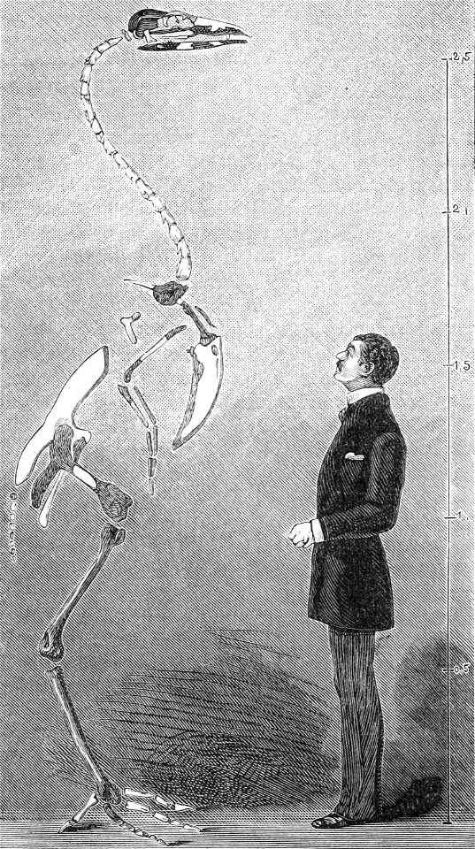 PSM V21 D483 Skeleton of a gastornis eduardsii