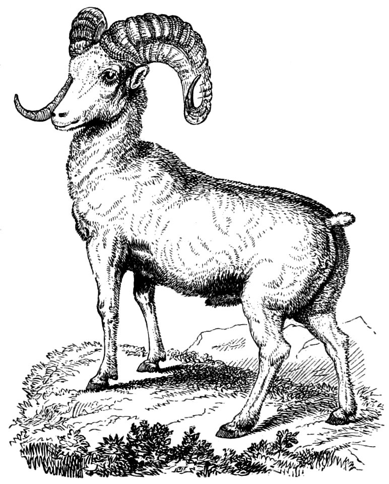 PSM V10 D707 The mountain sheep