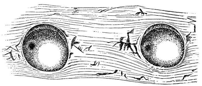 PSM V21 D178 Two glass pearly organs from the side of scopelus humboldtii