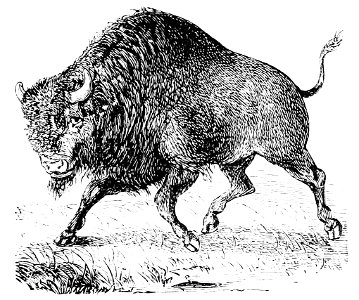PSM V10 D709 The bison or buffalo