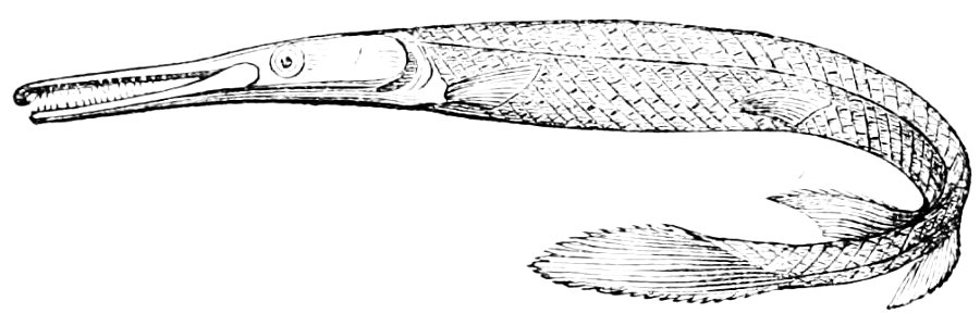 PSM V11 D548 Gar pike