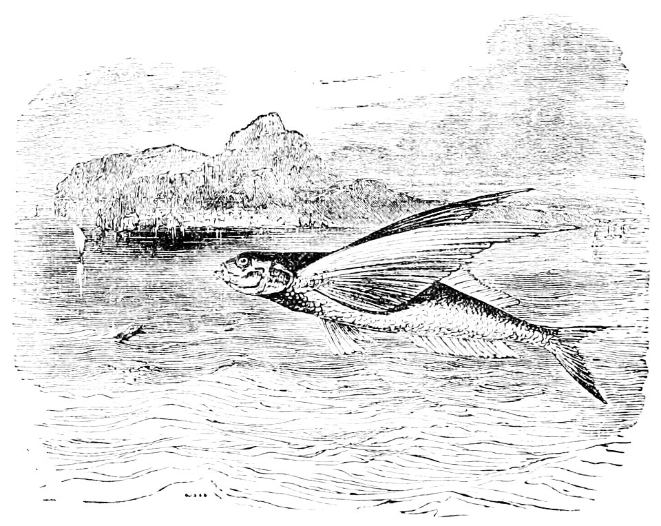 PSM V11 D553 Flying fish