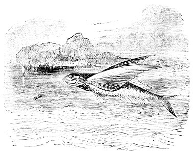 PSM V11 D553 Flying fish