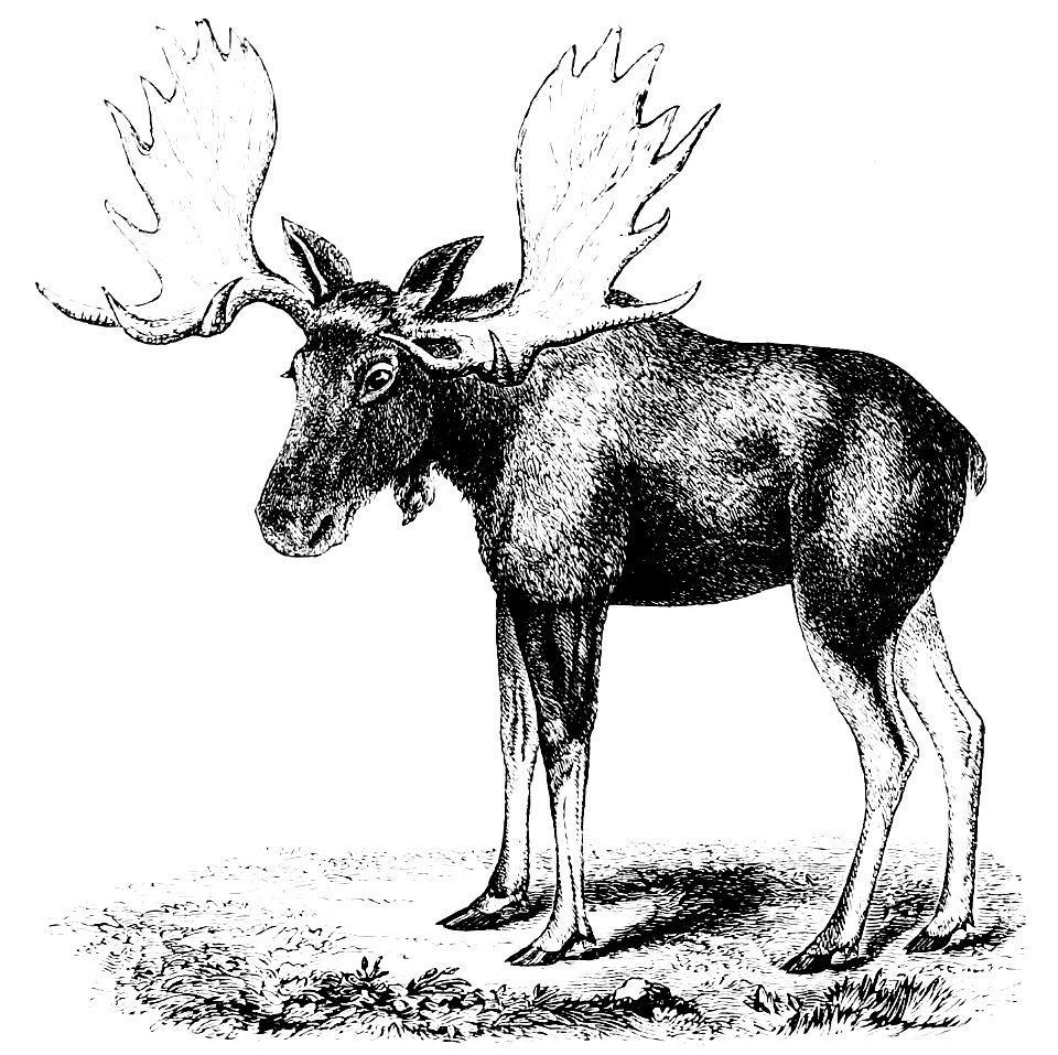 PSM V10 D700 The moose