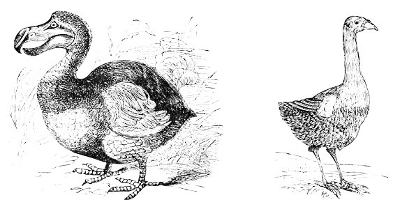 PSM V15 D032 Dodo and solitaire birds