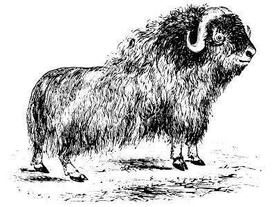 PSM V10 D708 The musk ox. Free illustration for personal and commercial use.
