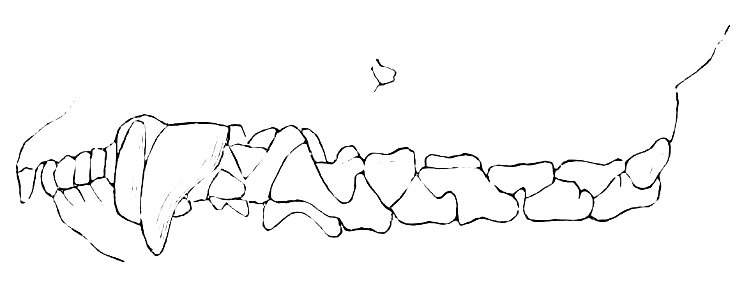 PSM V08 D440 Teeth of opossum
