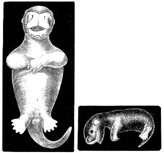 PSM V08 D168 Opossum embryos
