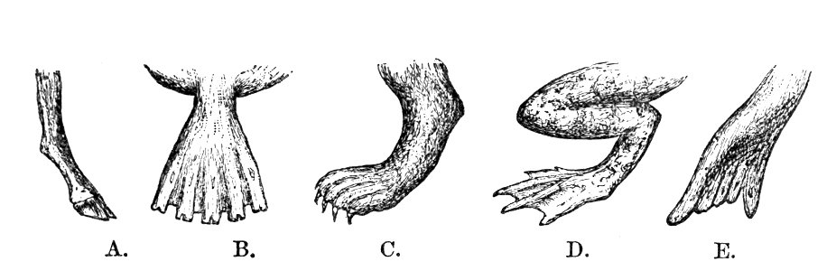 PSM V04 D547 Evolutionary adaptions of feet