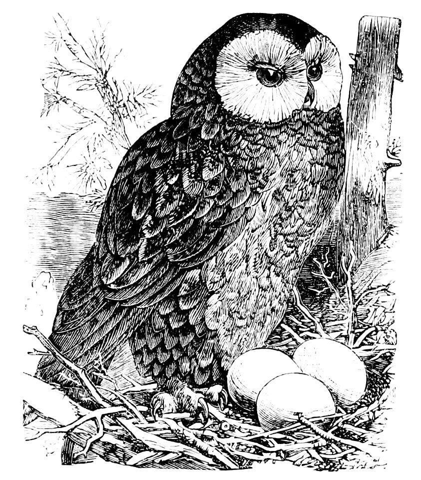 PSM V11 D162 The tawny owl of europe