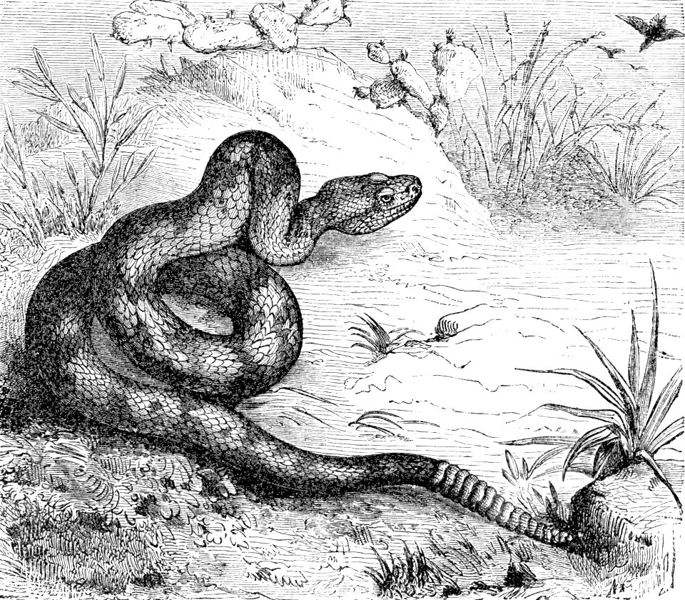 PSM V04 D279 Northern rattlesnake