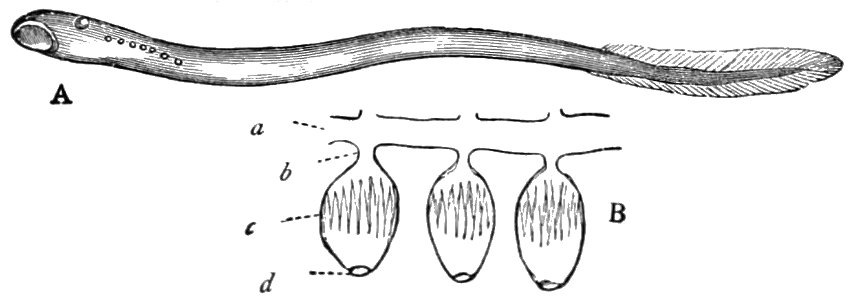 PSM V20 D764 Lamprey showing the sucking mouth and gills