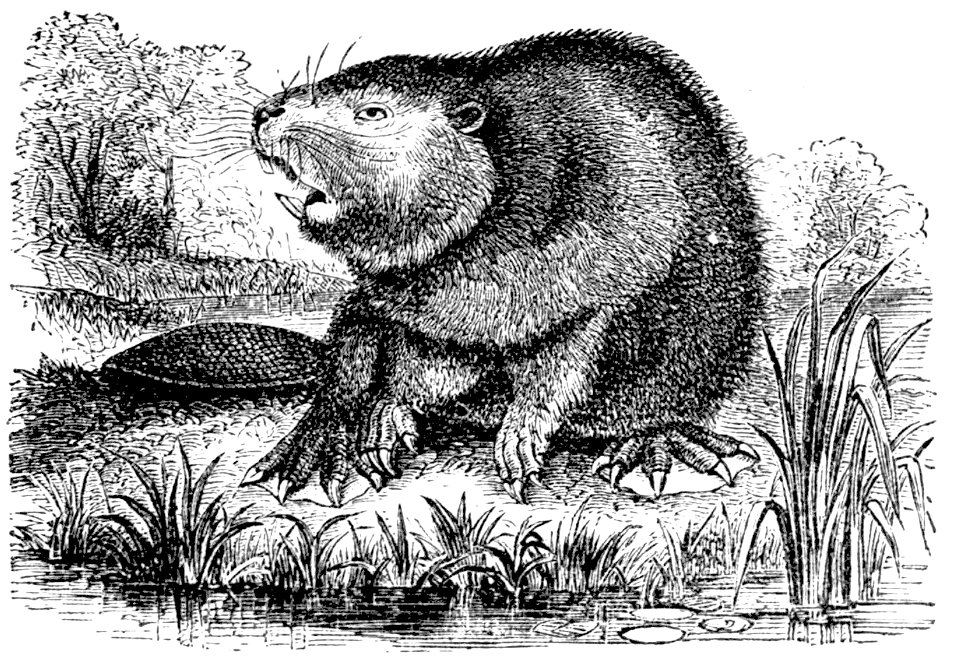 PSM V04 D161 Beaver
