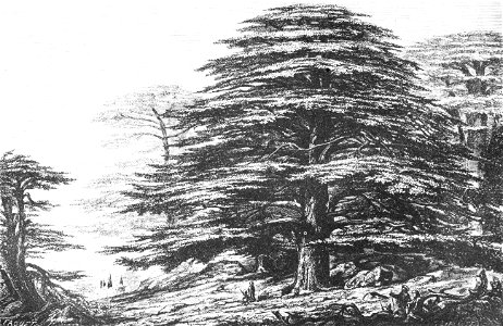 PSM V03 D339 Cedar of lebanon