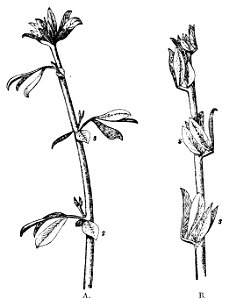 PSM V18 D523 Lotus creticus in diurnal and nocturnal state