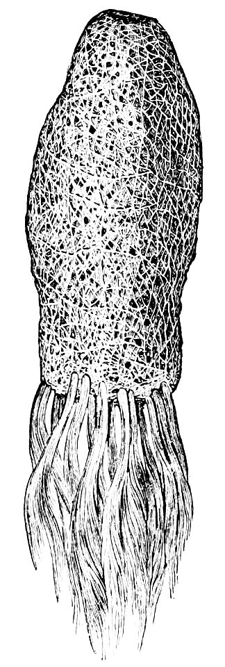 PSM V03 D553 Glass sponge