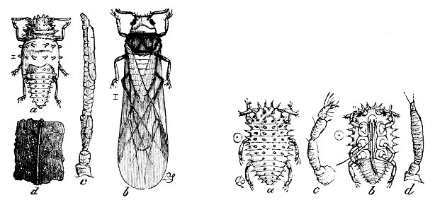 PSM V05 D181 Phylloxera rileyi