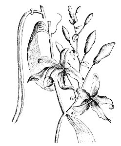 PSM V15 D661 Vanilla planifolia. Free illustration for personal and commercial use.