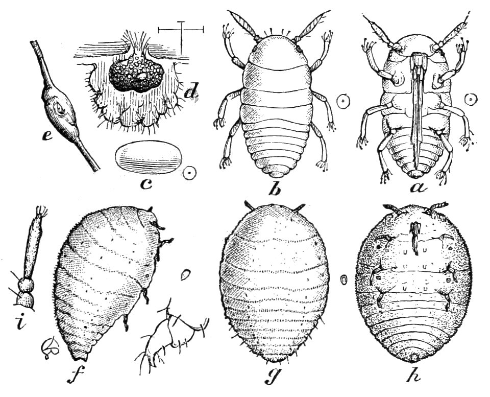 PSM V05 D016 Type gallaecola