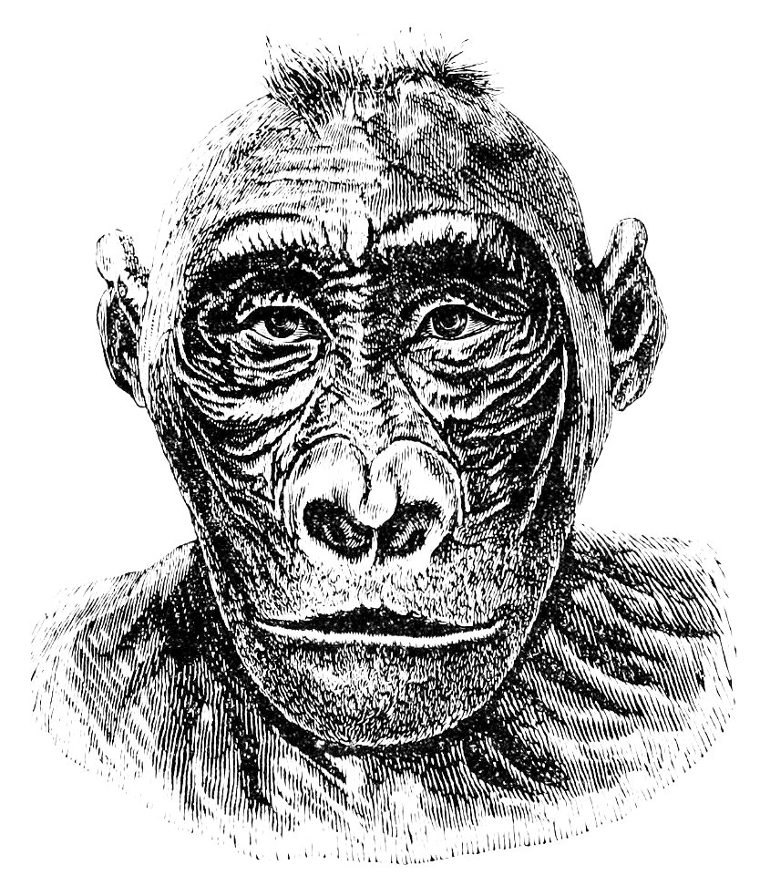 PSM V13 D447 Head of young male gorilla