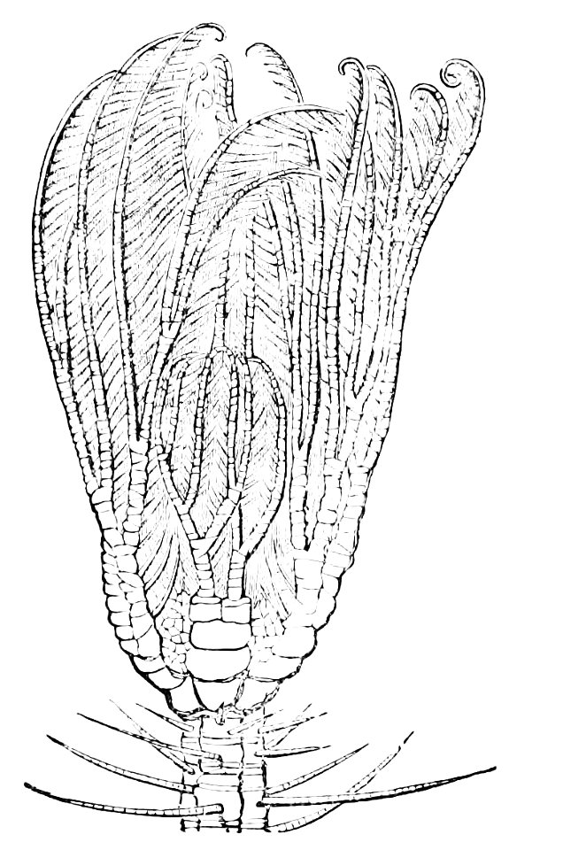 PSM V13 D338 Crinoid
