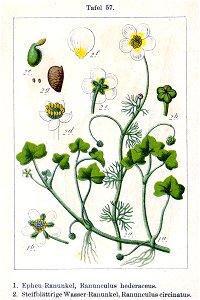 Ranunculus spp Sturm57