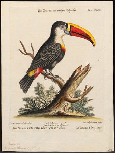 Ramphastos tucanus - 1700-1880 - Print - Iconographia Zoologica - Special Collections University of Amsterdam - UBA01 IZ19300234