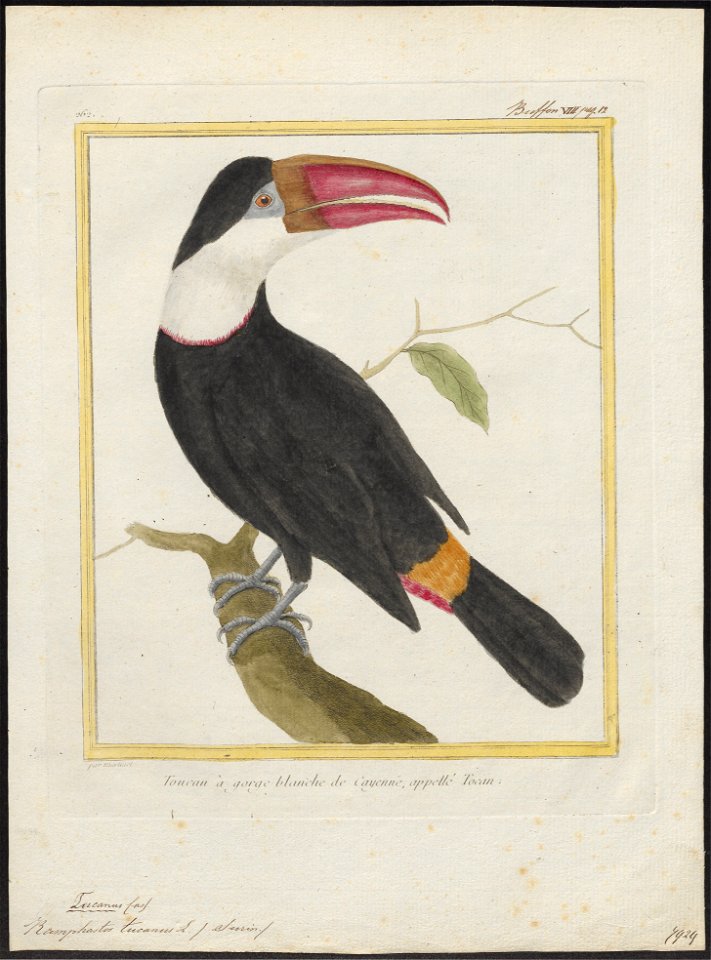 Ramphastos tucanus - 1700-1880 - Print - Iconographia Zoologica - Special Collections University of Amsterdam - UBA01 IZ19300263
