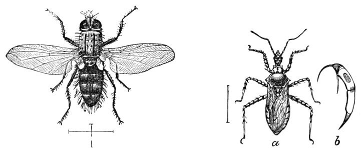 PSM V07 D725 Lydella doryphorae. Free illustration for personal and commercial use.