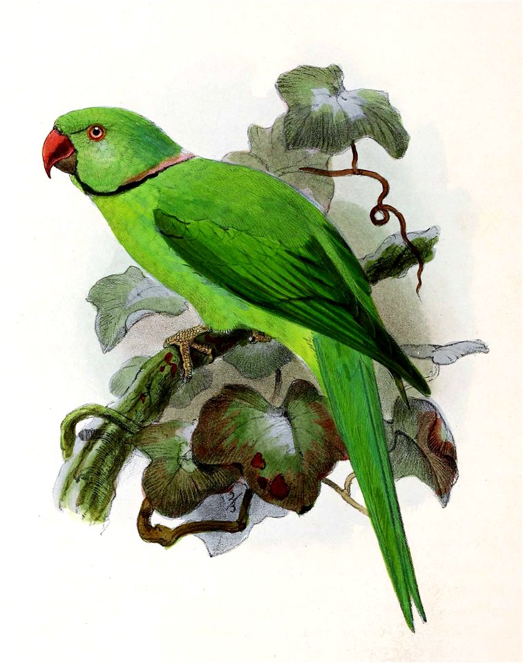 Psittacula krameri 1876