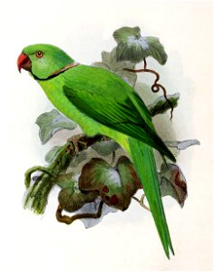 Psittacula krameri 1876